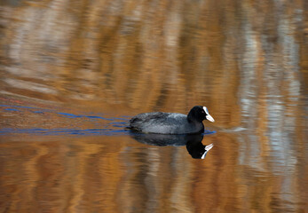 Eurasian coot (Fulica atra).