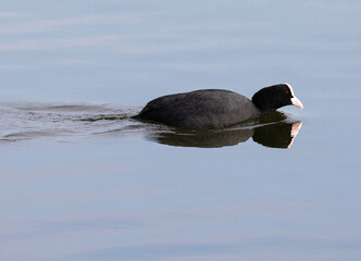 Eurasian coot (Fulica atra).