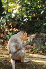 Monkey eats guava. State Of Goa. India