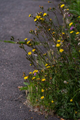 Narrow-leaf hawk weed growing on the side of the road