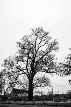 Graphic silhouettes of trees photo. Black and white landscape.