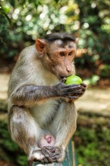 Monkey eats guava. State Of Goa. India