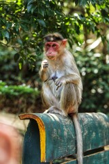 Monkey eats guava. State Of Goa. India