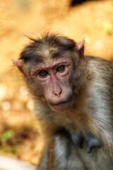 Portrait of a monkey. State Of Goa. India