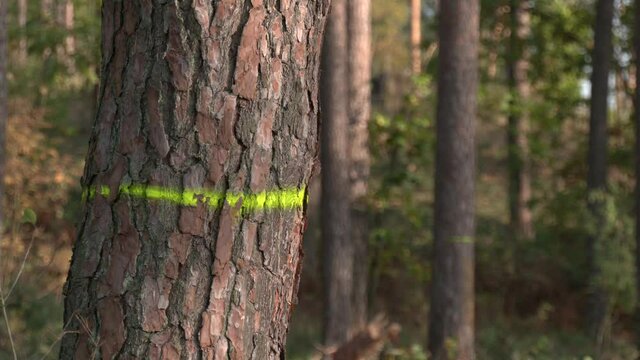 Yellow mark of hiking trail painted on a tree in a forest. Yellow tourist sign on a tree. Detail of touristic marking on hiking trails. 

