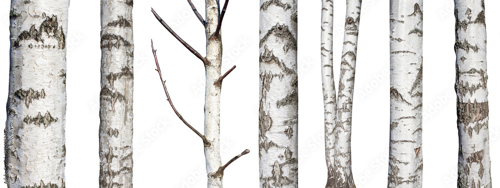 Sticker set of natural birch trunks isolated on white background