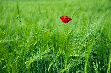 Red wild poppy in the field of green rye.