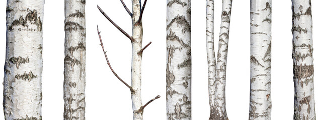 set of natural birch trunks isolated on white background