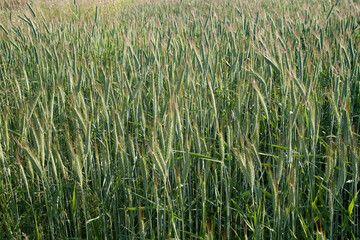 Green field  barley on a sunny day.  Nature  green background.