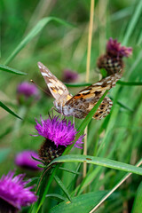 Macro Butterfly in Grass