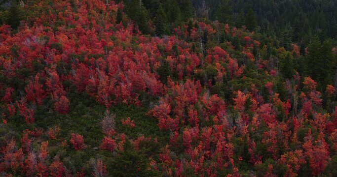 Red fall foliage in Utah forest, high angle aerial