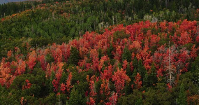 Red colored trees in Utah during autumn, aerial