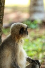 A monkey in an English Park. State Of Goa. India
