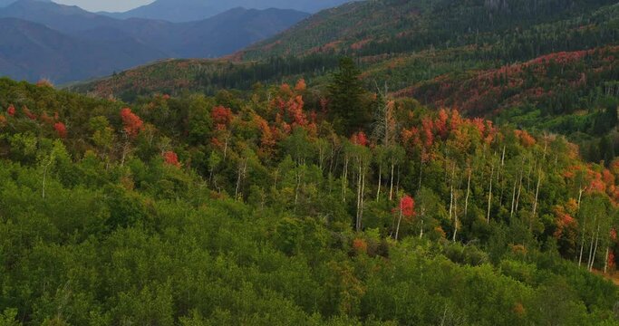Colorful fall foliage in Utah, wide aerial