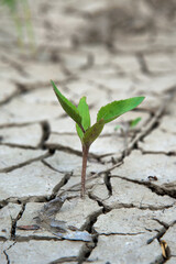 Life after the flood. Little plant in dry cracked mud.Small depth of sharpness.