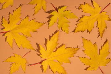 Pattern of yellow autumn leaves.