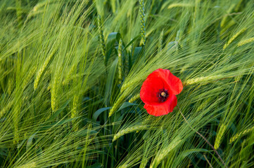Red wild poppy in the field of green rye.