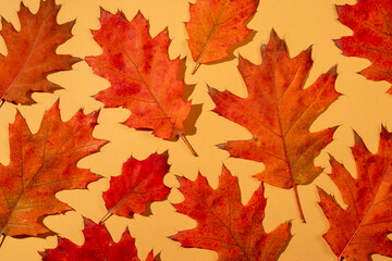 Naklejka na ściany i meble Pattern of red autumn leaves.