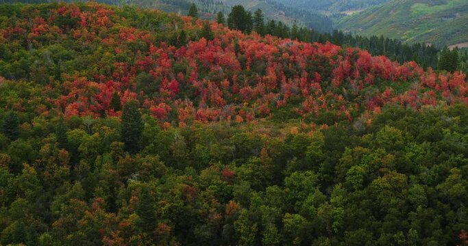 Multicolored autumn trees in Utah, wide aerial