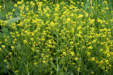  Spring field of canola flowers