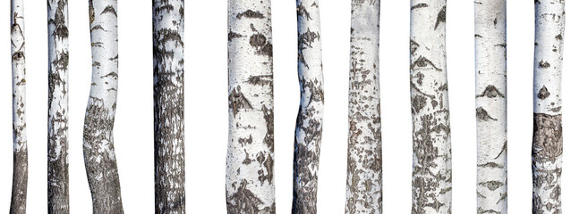 set of natural birch trunks isolated on white background