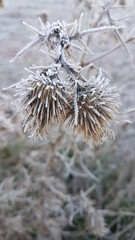 Klette mit Frost überzogen 