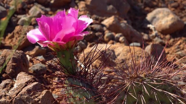 Flowering cactus plants, Pink flowers of Opuntia sp. (polyacantha) in Canyonlands National Park, Utha