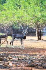Deer with horns in the zoo. State Of Goa. India