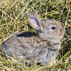 Cute rabbit on Dry Grass. Small bunny domestic pet