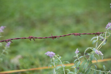 Ein rostiger Stacheldraht mit Tiefenschärfe