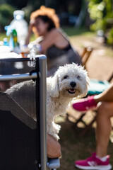 Maltese dog on a chair outdoors