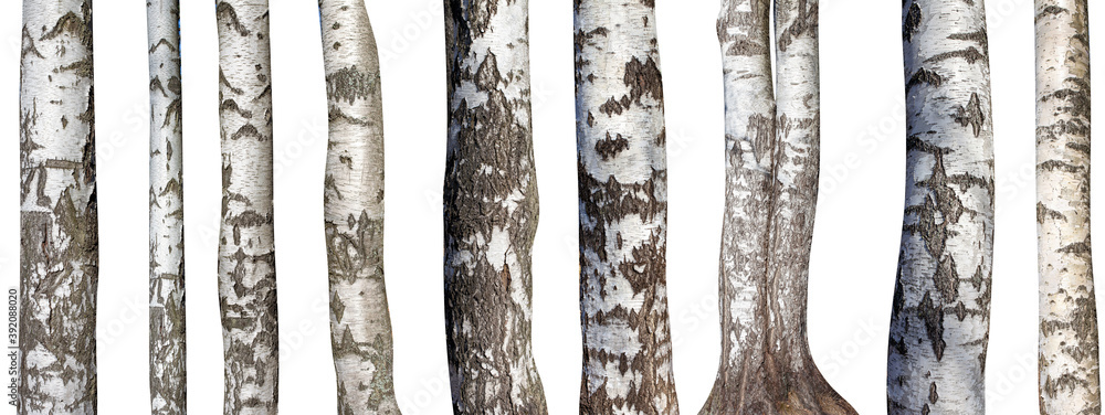 Canvas Prints set of natural birch trunks isolated on white background