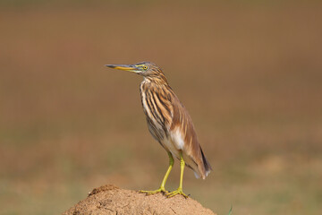 Indian pond heron sitting on a mud hump