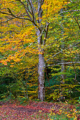 Path through the forest during autumn