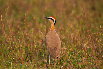 Obraz na płótnie Canvas Indian courser Bird on an open field