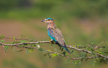 Indian Roller bird sitting on a branch