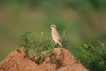 Isabelline wheatear Bird perched on a mud hump