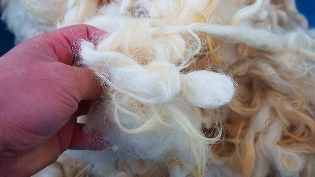 clean sheep wool, close-up sheep wool to make a pillow,