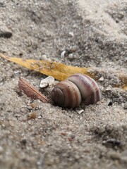 snail on the sand
