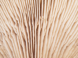 The gills of the mushrooms are a part of the anatomy of these fungi where the spores are housed, an approximation to these beautiful pink-brown pastel structures