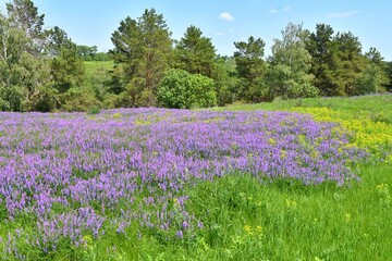 Fototapeta na wymiar Beautiful meadow fields with purple and yellow flowers, selective focus. Summer background with wildflowers.