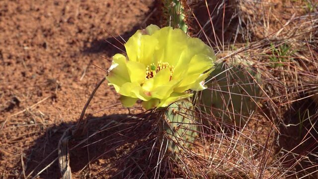 Flowering cactus plants, Yellow flowers of Opuntia sp. (polyacantha) in Canyonlands National Park, Utha