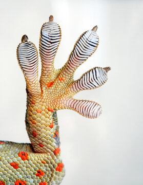 Spatulae of a Tokay gecko // Haftlamellen (Spatulae) eines Geckos (Tokeh)