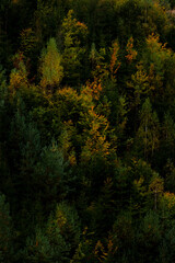 Colorful autumn forest detail in the morning