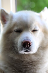 Obraz premium portrait of a white dog