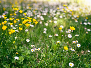 yellow flowers in a field full of defocused daisy