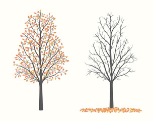 Autumn tree in two versions with red and yellow leaves and without leaves