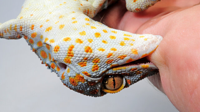 biting Tokay gecko / biting Tokeh (Gekko gecko)