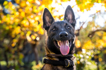belgian shepherd dog in autumn park
