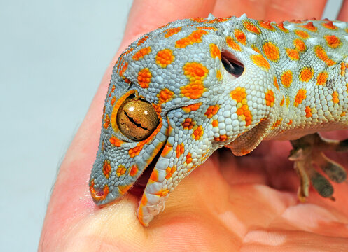 Hozir Nijnevartovskda jinsiy aloqa Dick porno rasmlar sorish etuk onalar